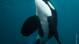 Projection - Objectif Wild : Face à face avec les orques LA GACILLY