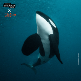 Projection - Objectif Wild : Face à face avec les orques LA GACILLY