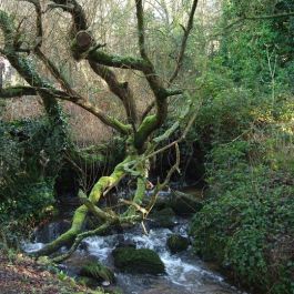 Vallée de Goas Lagorn 