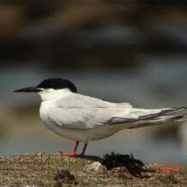 Réserve ornithologique de la Baie de Morlaix 