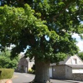 Arbre remarquable - Quercus ilex 