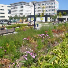 Allende, jardin urbain 