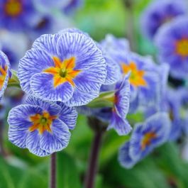 Barnhaven Primroses 