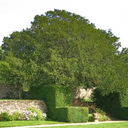 If (Taxus baccata) à Guitté 