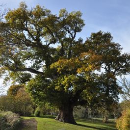 Chêne pédonculé (Quercus robur) à Hénanbihen 