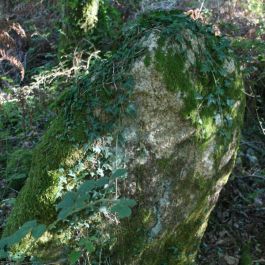 Dolmen à couloir de Coëby1 