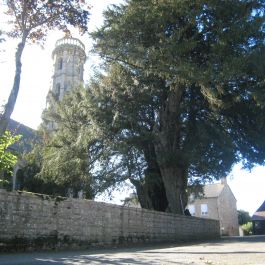 If (Taxus baccata) à Yvignac-la-Tour 