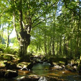 Charme (Carpinus bétulus) à Lanrelas 